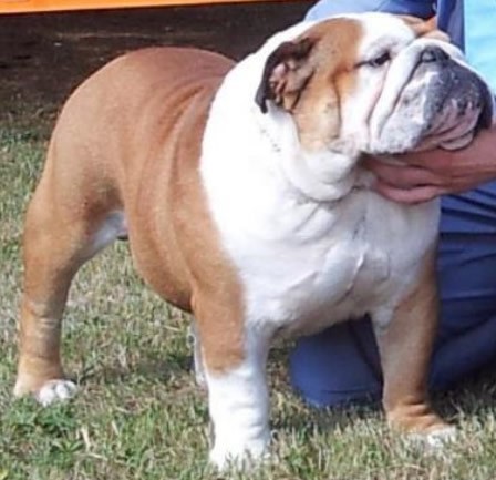 CH Bulldesharonbull Michael Jackson, www.sharonbull.com, Bulldog